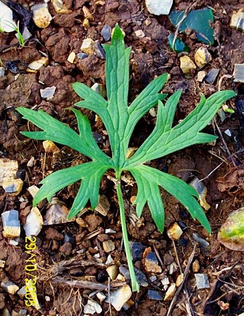 Ranunculus acris / Ranuncolo comune